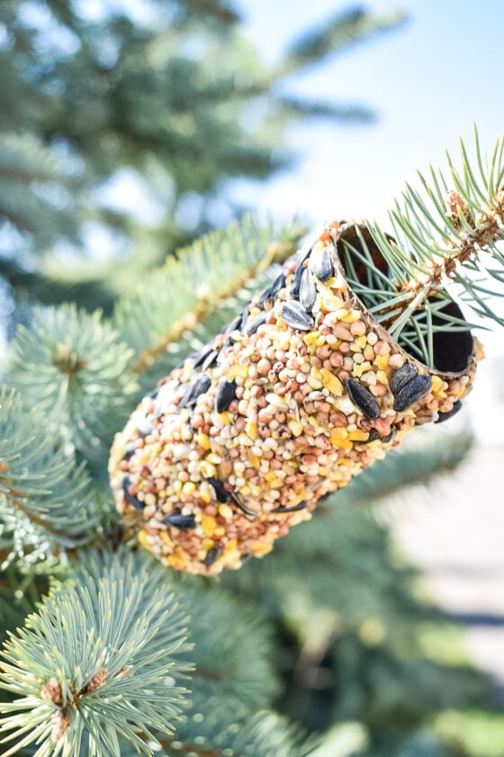 Toilet Paper Roll Bird Feeder 15 Minute Craft Kids Activity Zone