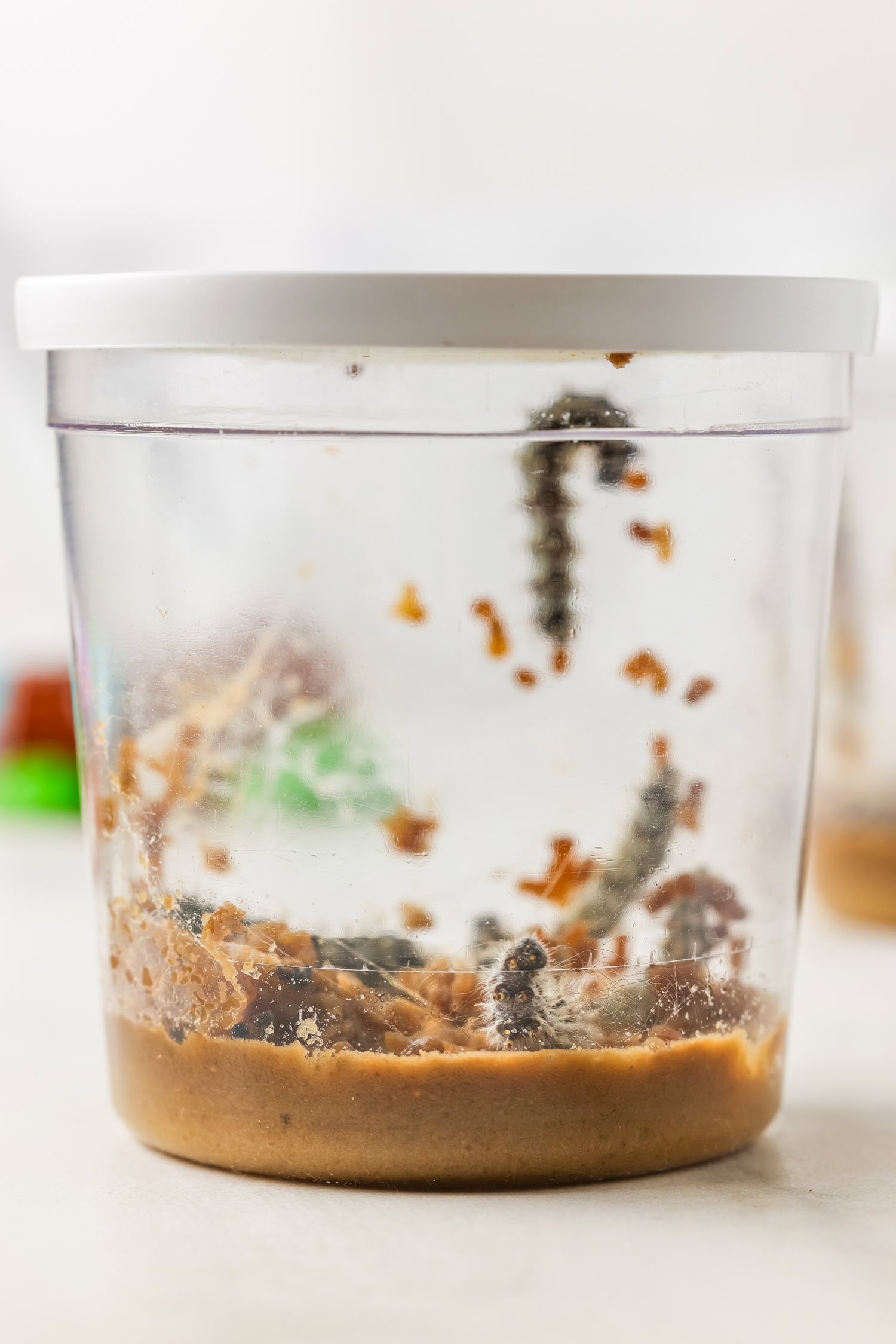 Live catepillars in the cup they arrived in for Butterfly Life Cycle Activity with Butterfly Kit