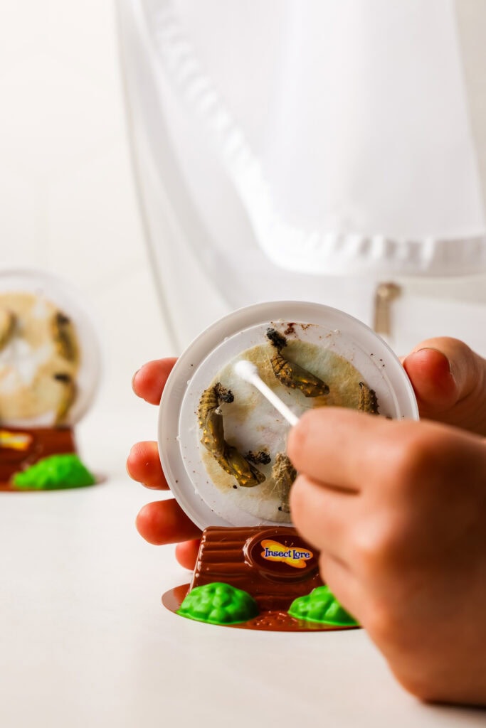 Butterfly Life Cycle Activity with Butterfly Kit with Butterfly Kit ...