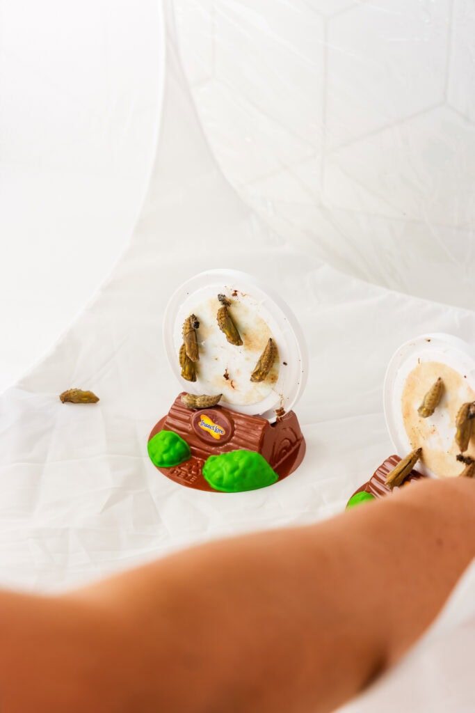 Placing the stand with the live catepillars in a tent for the Butterfly Life Cycle Activity with Butterfly Kit