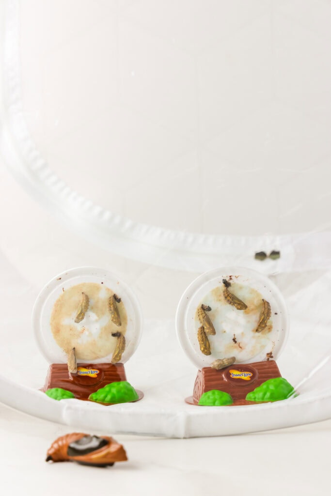 The catepillar stands in the tents for the Life Cycle of a Butterfly Activity