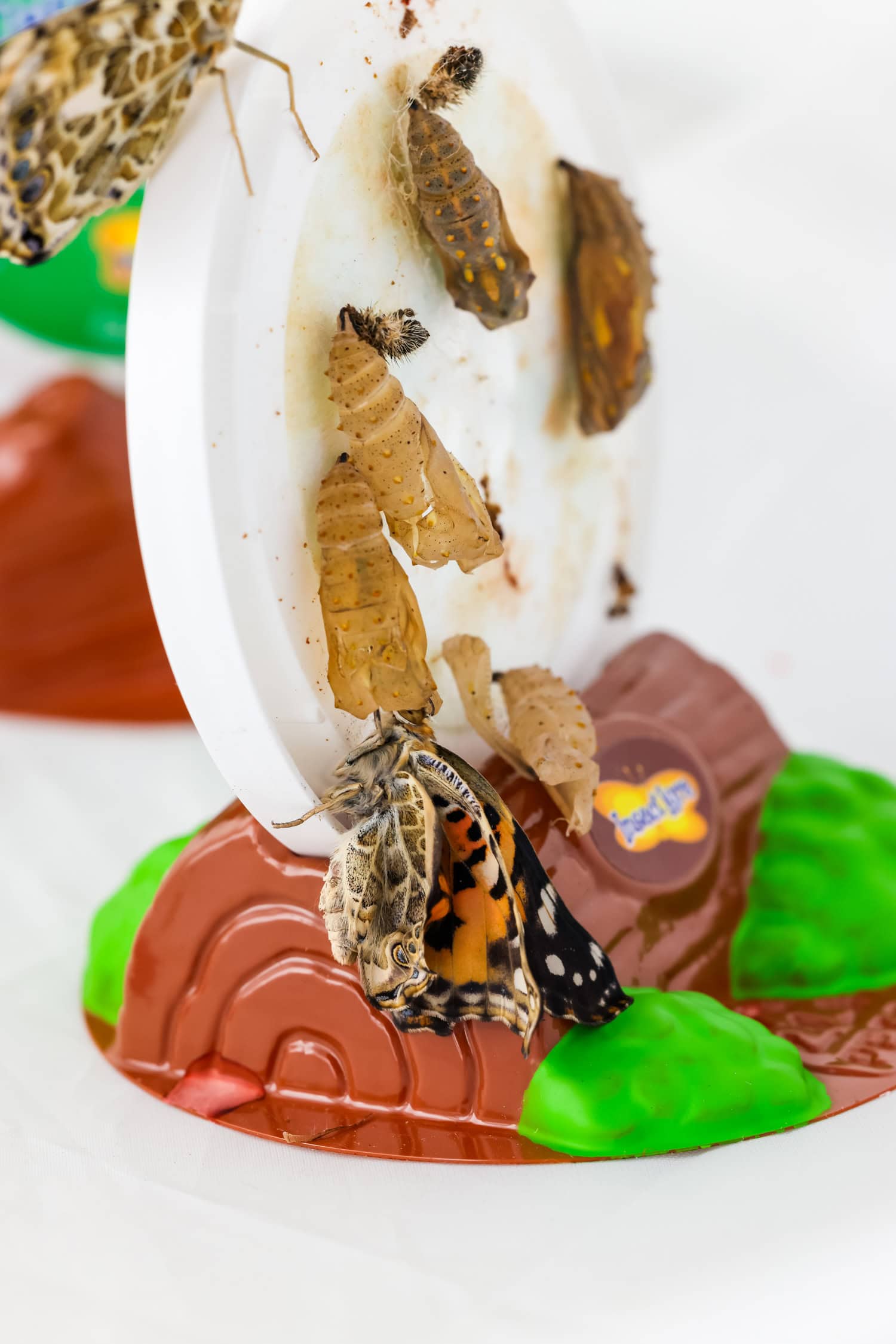 Butterfly Life Cycle Activity with Butterfly Kit with butterfly emerging from cacoon. 