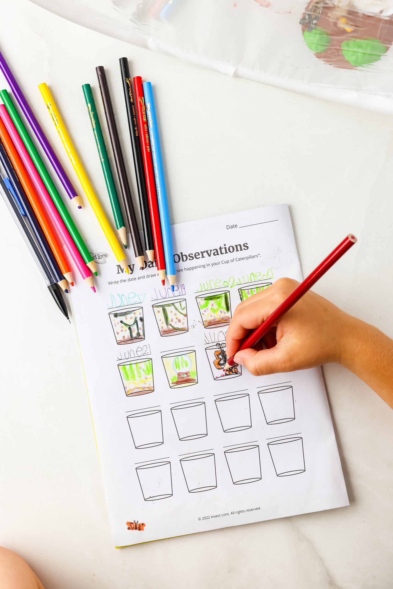 Documenting the daily observances on the worksheet with colored pencils for the Life Cycle of a Butterfly Activity