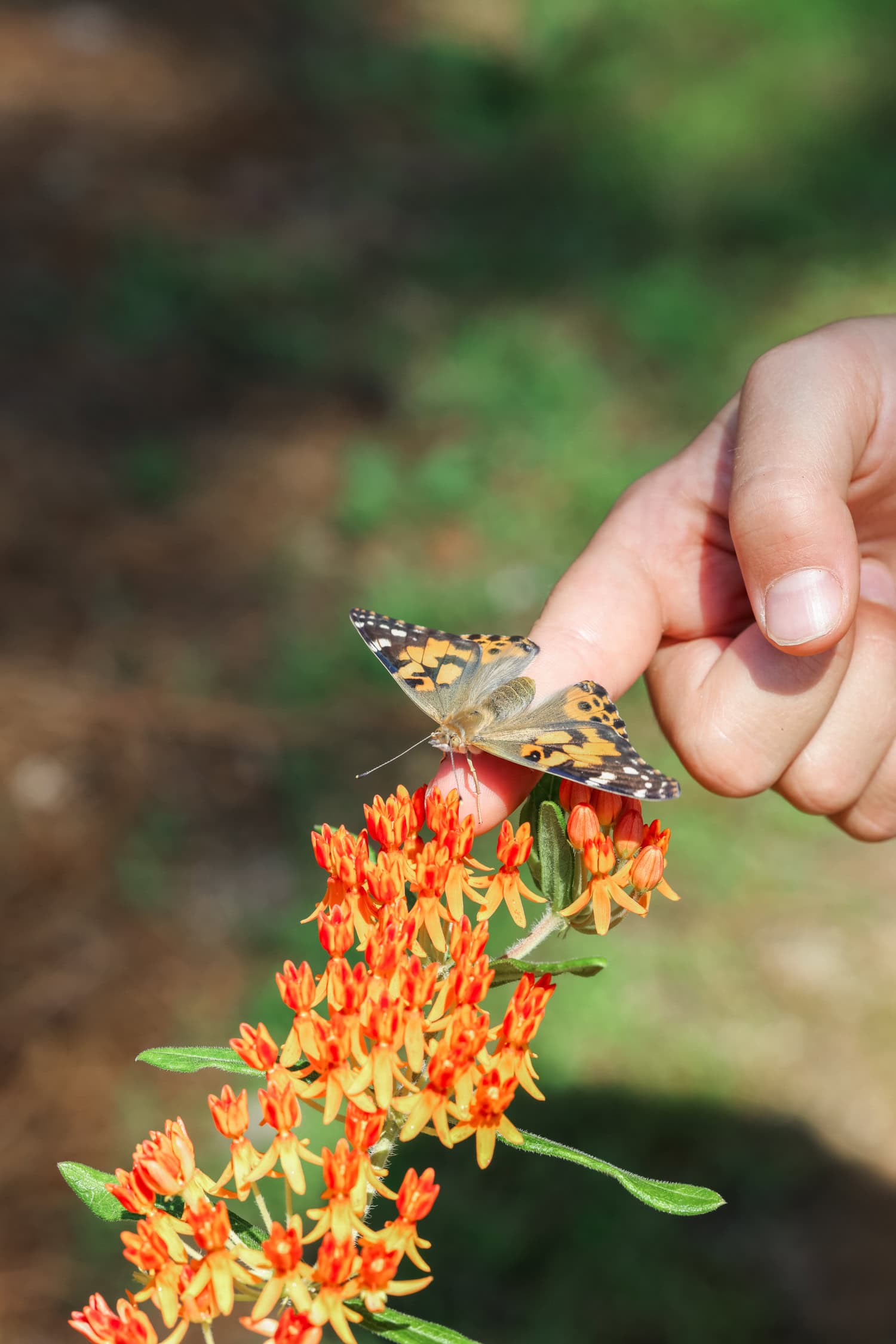 Introducing the butterfly to flowers for the Butterfly Life Cycle Activity with Butterfly Kit