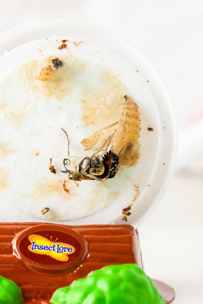 The butterfly emerging from the chrysalis on the stand for the Butterfly Life Cycle Activity with Butterfly Kit 