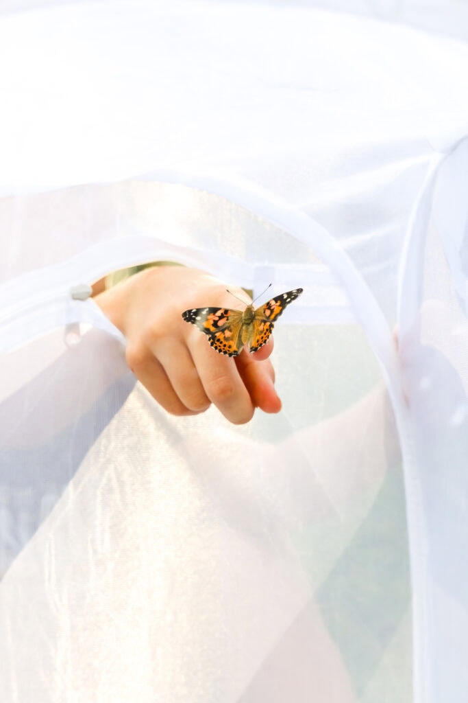 Allowing the butterfly to land on hand or finger in the tent for the Butterfly Life Cycle Activity with Butterfly Kit