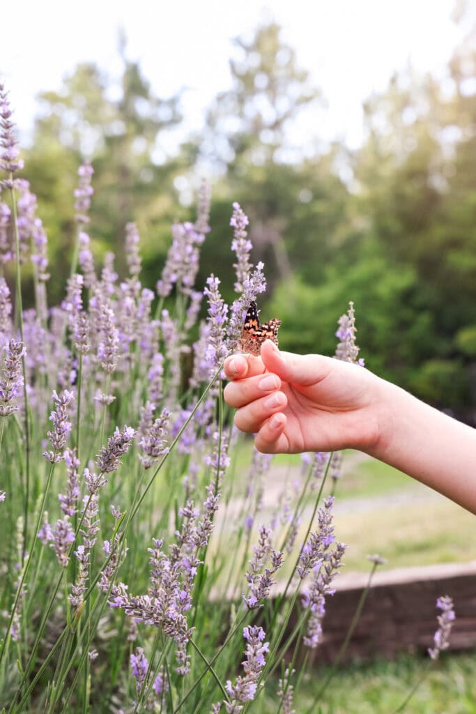 Introducing the butterfly to flowers for the Butterfly Life Cycle Activity with Butterfly Kit