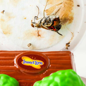 Closeup square image of Butterfly Life Cycle Activity with Butterfly Kit