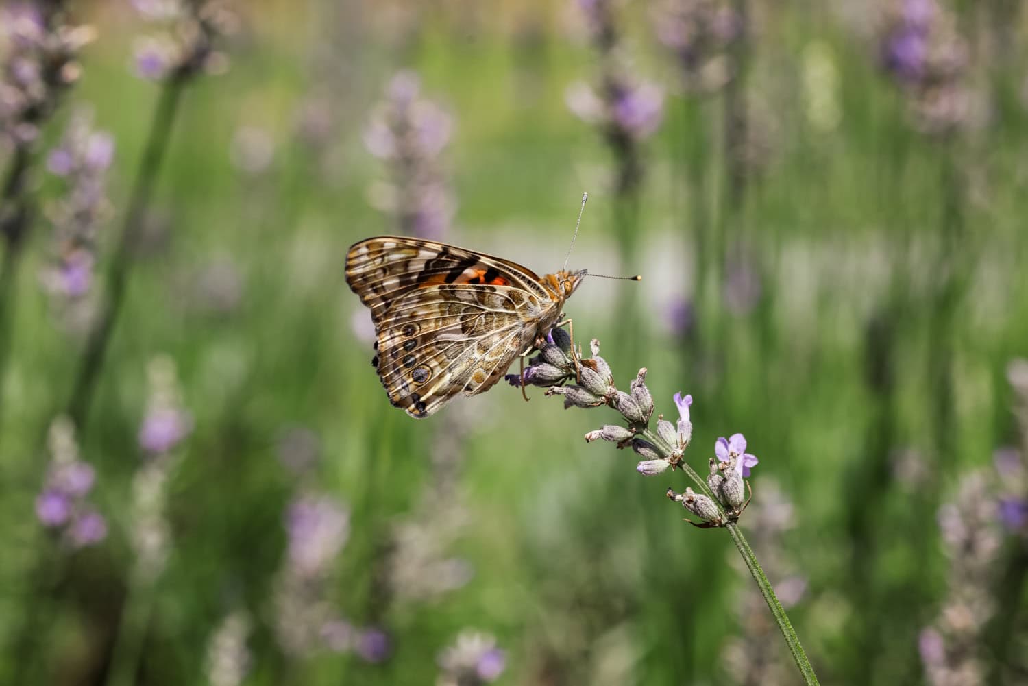 Homegrown butterly in lavendar from Butterfly Life Cycle Activity with Butterfly Kit