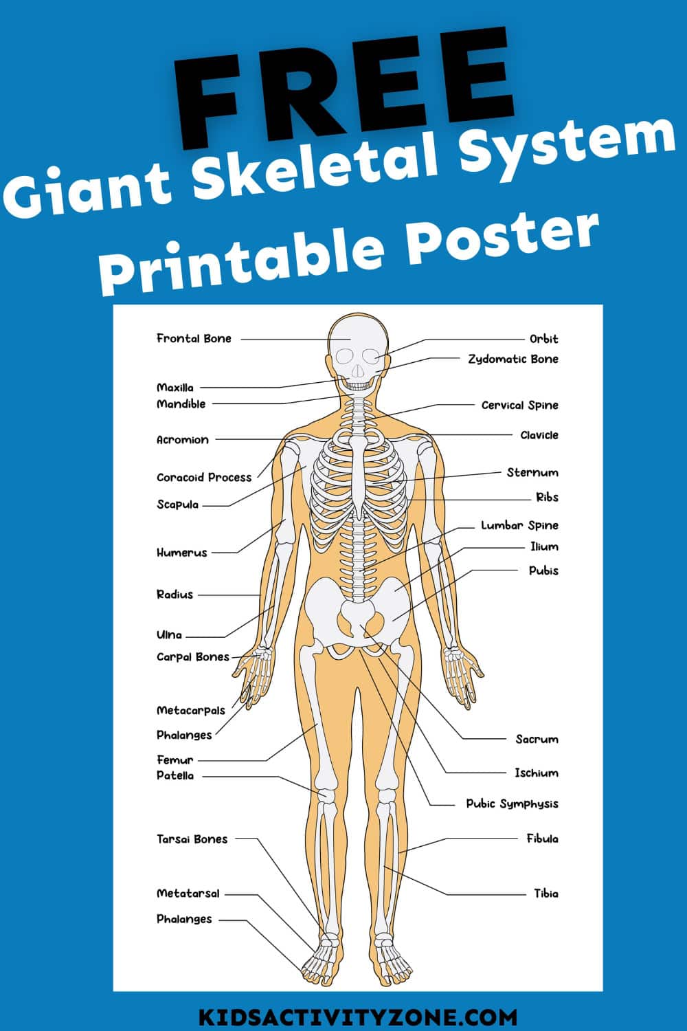giant-skeletal-system-printable-poster-kids-activity-zone for Free Printable Skeletal System Worksheets Giant Skeletal System Printable Poster - Kids Activity Zone for Free Printable Skeletal System Worksheets