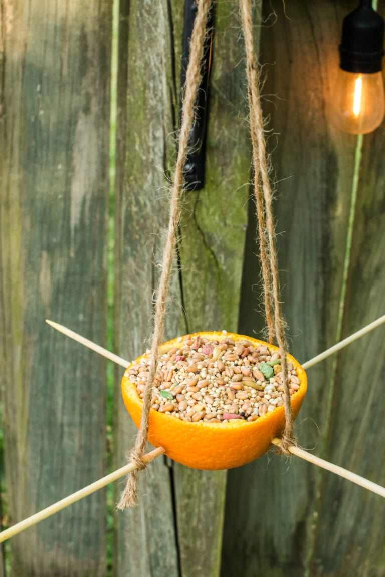 Finished orange rind feeder filled with bird seed hanging outside by twine, skewers serving as perches.