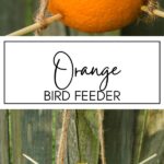 Orange Bird Feeder KAZ Pinterest Image