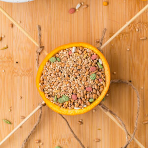 Orange Bird Feeder Square Image